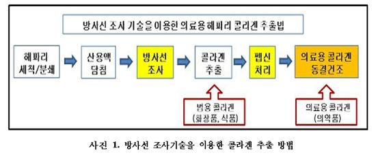 원자력硏 "방사선으로 해파리서 콜라겐 4배 더 추출"  