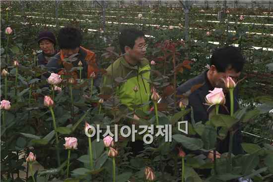 지난 1월 신년 민생현장 탐방에 나선 강진원 강진군수가 강진군 칠량면 청자골 장미 재배단지를 둘러보고 '청자골 강진화훼주식회사' 회원들의 애로사항을 청취하고 있다.
