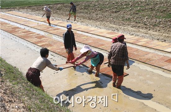 못자리 만드는 농부들

한 낮 기온이 20도를 훌쩍 넘는 초여름날씨를 보인 6일, 전남 강진군 병영면 상고마을 들판에서 마을 주민들이 함께 모여 새싹이 핀 모판을 날라 못자리를 만드느라 구슬땀을 흘리고 있다.
