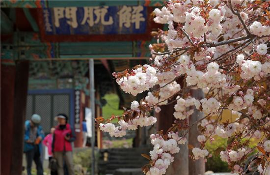 관광객 손짓하는 ‘5가지 색깔’ 개심사 왕벚꽃