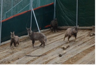 백두대간에 '산양' 뛰어놀게 만든다
