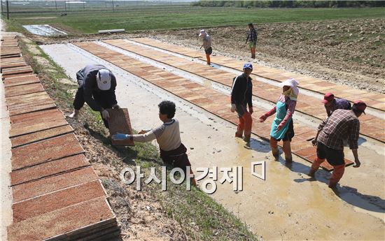 [포토]풍년농사 기약하며 못자리 만드는 농민들  