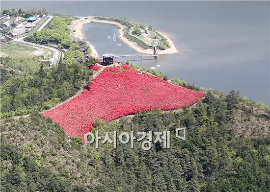 [포토]붉은 빛 연산홍 만개