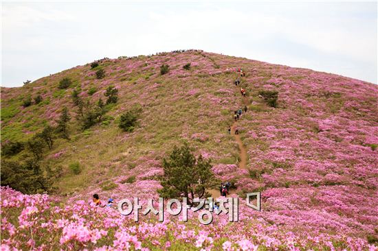상춘객 유혹하는 보성 '산철쭉 군락지'