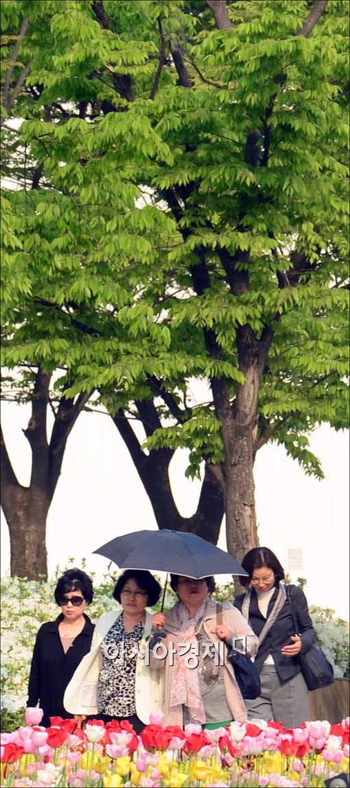 [포토]활짝 핀 튤립, 벌써 여름?