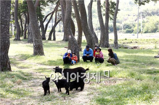 전남 보성군(군수 정종해) 웅치면 용반리 일림산 철쭉꽃을 보러 가는 길목에 위치한 아담한 소나무 숲 아래로 어미염소와 아기염소 네 마리가 풀을 뜯고 있는 모습에 지나가던 관광객이 휴대폰 사진을 찍고 있다.  

  소나무 숲 뒤편으로는 '아름다운 숲 전국대회 마을 숲'으로 선정된 아름드리 서어나무 군락지가 있는 용반리 용추마을 숲이 이어져 있어 일림산을 찾는 등산객에게 또 다른 힐링 명소로 주목받고 있다.
