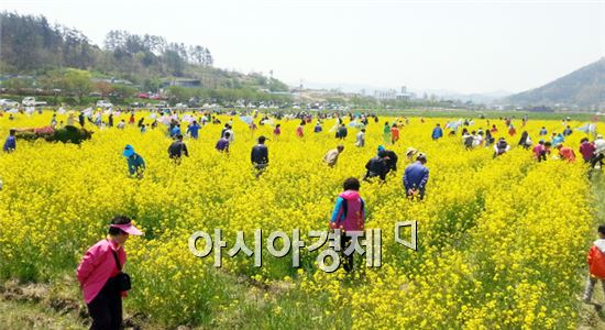 영광 찰보리 문화 축제 성료