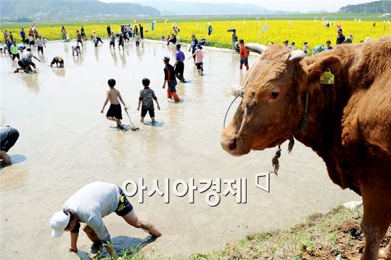 영광 찰보리 문화 축제 성료