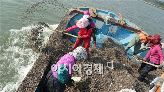 지난 6일 전남 강진군 대구면 저두리 해상 선박안에서 어민들이 공동작업의 일환으로 삽을 이용해 꼬막 종패를 바다에 뿌리고 있다.