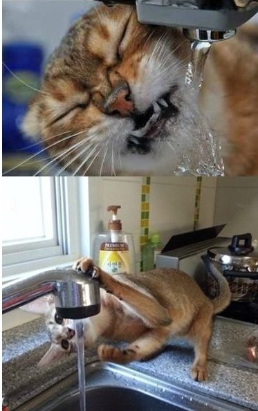 나만의 물 먹는 방법…"얼마나 목이 말랐으면"