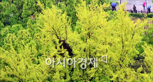 [포토]초록빛깔 우거진 나무들 사이로....