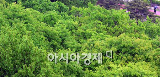 [포토]초록빛 나무 사이로 우산 쓴 시민