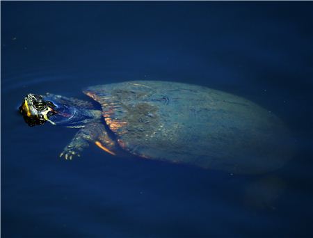  플레이어스챔피언십 2라운드에 등장한 거북. 사진=Getty images/멀티비츠.