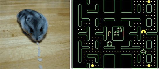 팩맨하는 햄스터 "유령도 없는데 천천히 먹어"