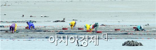 [포토]제철 맞은 바지락 채취 한창 