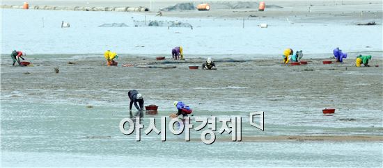 [포토]강진산 바지락 채취 한창