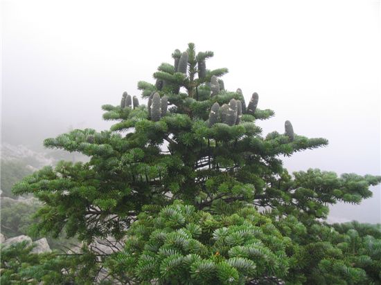 지리산에 자라고 있는 구상나무 모습