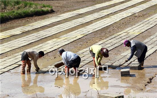 [포토]바쁜 농촌들녘
