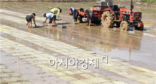 [포토]못자리 만드는  바쁜 농심