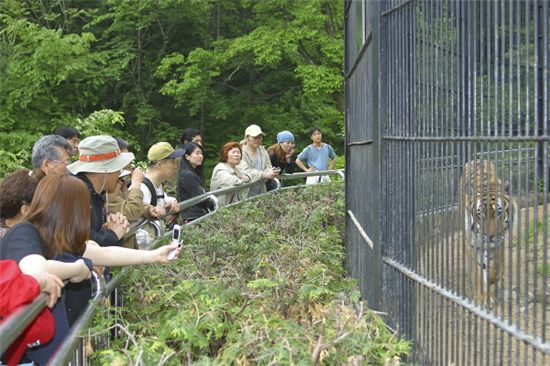 산림동물원 관람객들이 호랑이를 보고 있다.
