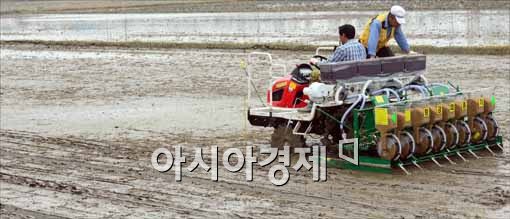 [포토]벼농사 한창