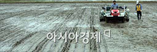 [포토]농민들, 모종 심는 중