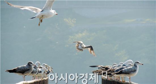 [포토]더위식히는 갈매기