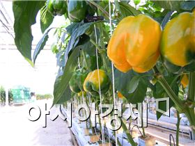 광양 원예생산단지 농축산식품부 ‘우수’ 단지 선정
