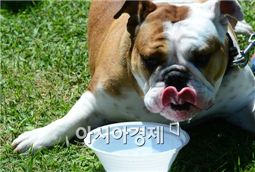 [개이득18] "노령견 건강관리, 다이어트·물·평지산책 필수"