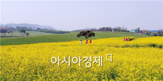 제10회 고창청보리밭 축제 23일간 초록휴식 충전 성료