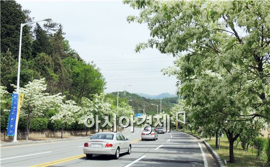 [포토]국립 5·18민주묘지가는 길,  순백의 '이팝나무 꽃' 절정