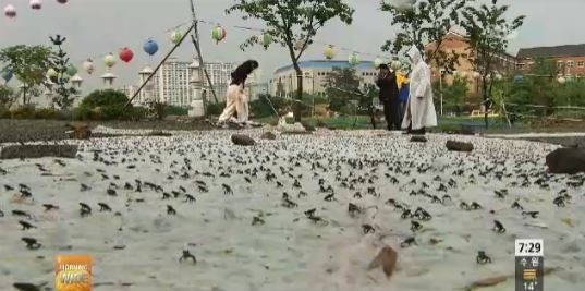 새끼 두꺼비 대이동(출처 : SBS 뉴스 캡쳐)