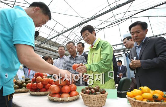 강진군 토마토, 전국시장 석권 코앞 '성공예감'