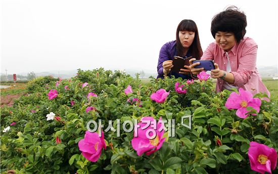 [포토]해당화 보러오세요