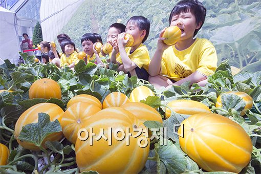 [포토]농협, 황금빛 열매 '참외축제' 개최