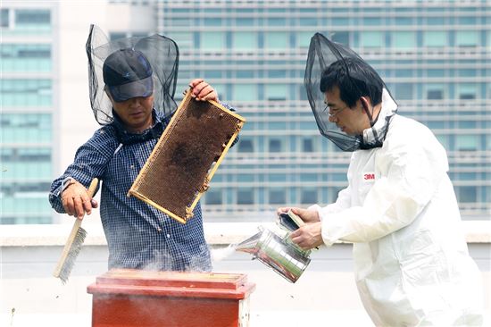 22일 대전시 직원들이 청사 5층 옥상에 설치한 꿀통에서 꿀을 수확하고 있다.