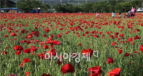 [포토]만개한 꽃 양귀비