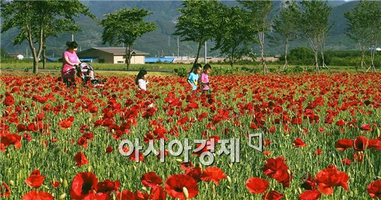 [포토]꽃양귀비에 흠뻑 젖은 관광객
