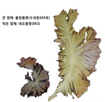 ‘국민 반찬’ 김, 생산성 2배 높은 신품종 개발