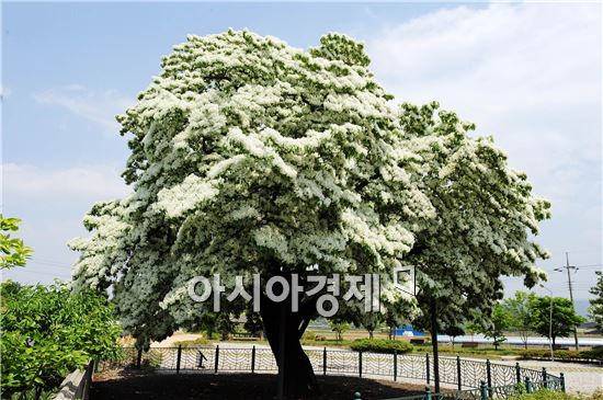 천연기념물 '이팝나무 꽃'  장관 