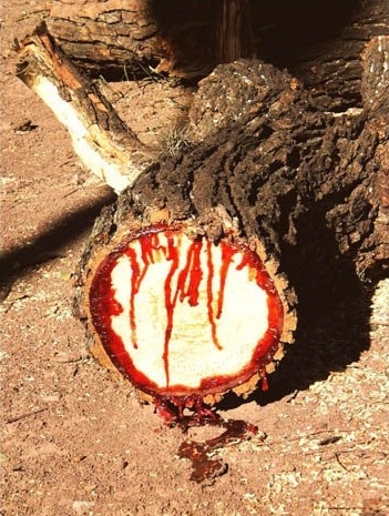 ▲ 피 흘리는 나무(출처: 온라인 커뮤니티) 