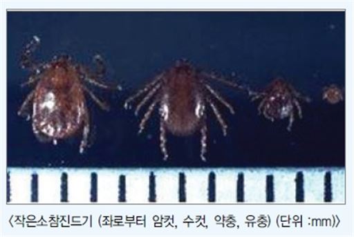 '야생 진드기'조심…전남에 감염 환자 8명 발생