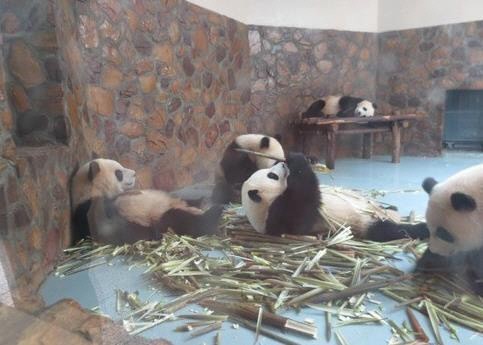 먹다 지친 팬더, "배부른 아저씨 같아" 눈길 