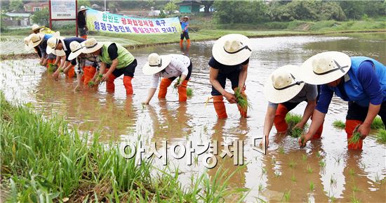 [포토]함평군농민회 통일기원 모내기