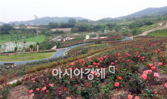 영광생활체육공원, '장미꽃 만발' 이용객 시선 사로잡아