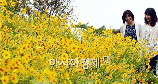 [포토]여심 유혹하는 금계국 활짝