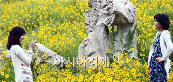 [포토]샛노란 금계국이 유혹하는 여심