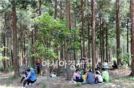 [남도힐링여행]최고의 ‘힐링 명소’  장흥 '편백숲 우드랜드'