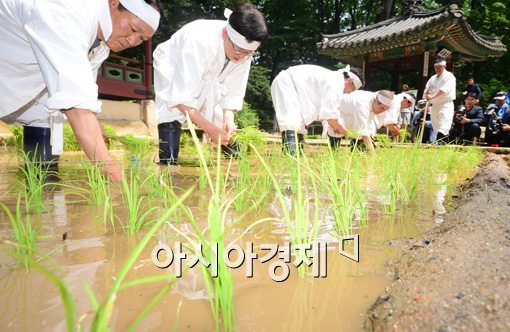 [포토]올 한해 풍년일까요?