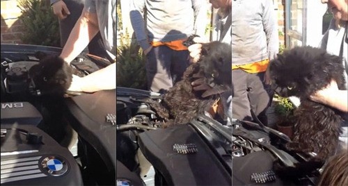 2주 동안 엔진에 갇힌 고양이 "목숨이 9개라더니…"